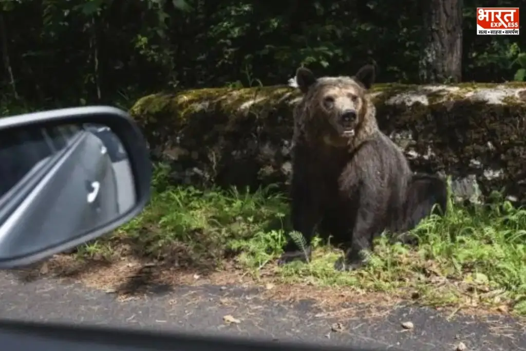 Japan Bear Attack