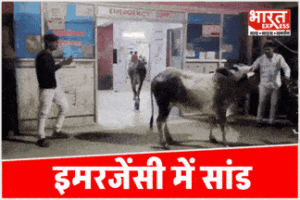 इमरजेंसी में सांड..! चेकअप या चाहिए आयुष्मान कार्ड? महोबा अस्पताल VIDEO वायरल
