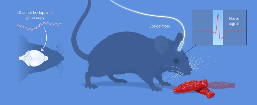 Nobel Prize In Physiology