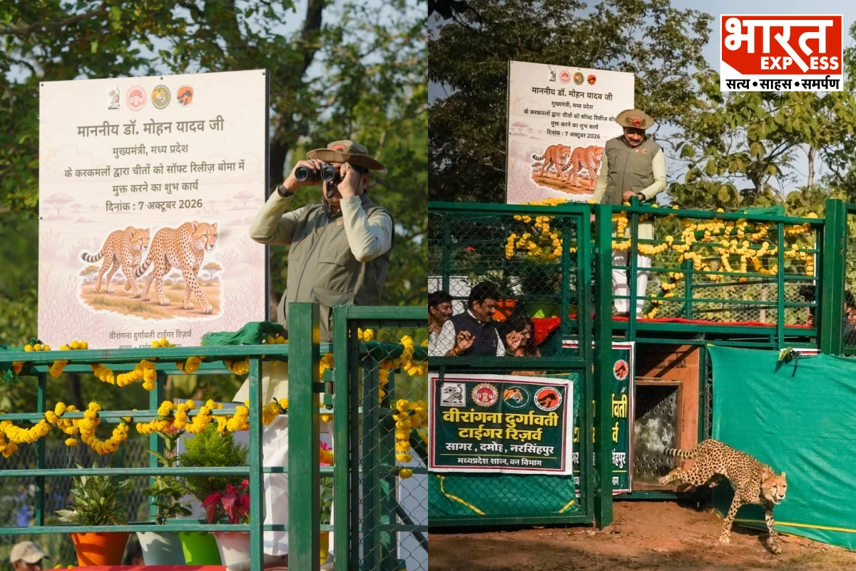 बुंदेलखंड में चीतों की दहाड़! सागर के रानी दुर्गावती टाइगर रिजर्व में छोड़े गए दो चीते, वन्य पर्यटन को मिलेगा नया पंख