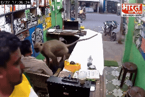 CCTV में कैद लंगूर का प्यार, दुकान पहुंचकर दुकानदार को लगाया गले; वायरल वीडियो जीत रहा दिल