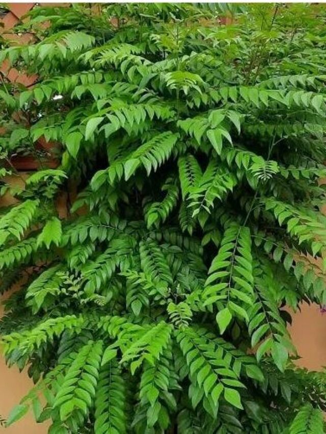 करी पत्ता रहेगा हमेशा हरा-भरा और घना! माली ने बताया रसोई के ‘सफेद घोल’ का जादू