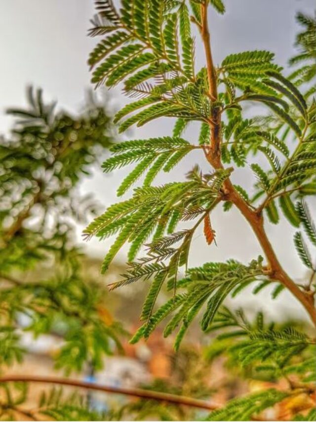 दशहरे पर क्यों पूजते हैं शमी का पेड़? जानें इसका ‘सोने’ से खास कनेक्शन