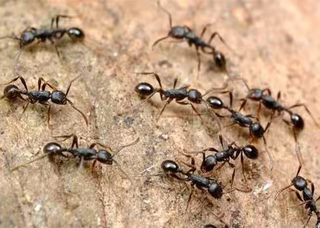 तैयार मिश्रण को ठंडा होने दें और फिर एक स्प्रे बोतल में भर लें. जहां भी चींटियों का आना-जाना हो, वहां इस स्प्रे का छिड़काव करें. चाहें तो इसे रोज पोछे के पानी में मिलाकर फर्श की सफाई भी कर सकते हैं.