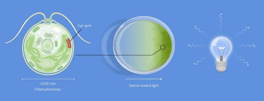 Nobel Prize In Physiology
