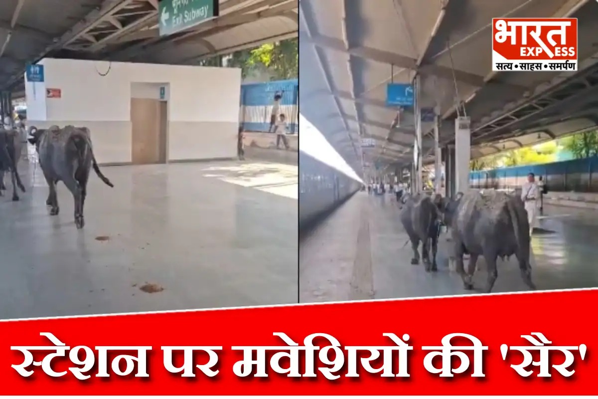 ट्रेन खड़ी रही और प्लेटफॉर्म पर चहलकदमी करती रहीं भैंसें! भोपाल से आया चौंकाने वाला दृश्य, देखें VIDEO